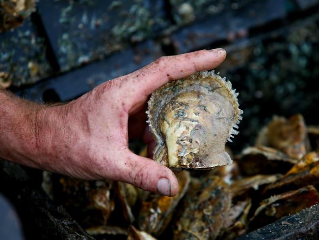 Research is taking place into the unique qualities of Broken Bay pearls. Picture: AAP Image/Sue Graham