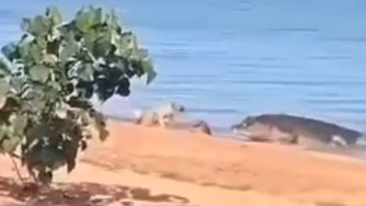 A small dog about to be snatched by a huge croc near Weipa. Picture: Supplied