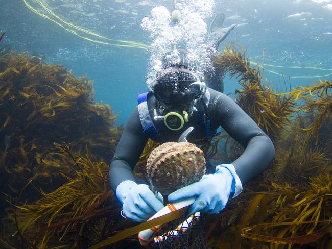 A day in the life of abalone diver James Polanowski. Picture: STUART GIBSON