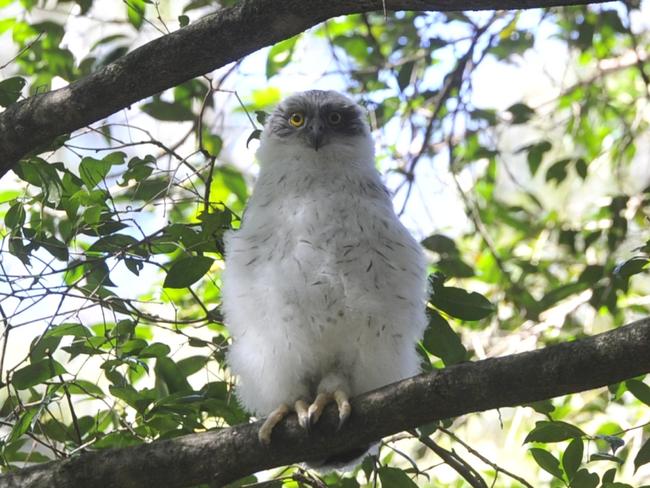 A baby powerful owl at the North Coast Regional Botanic Garden in Coffs Harbour. The baby was found on the ground by gardens staff and WIRES nursed it back to good health.