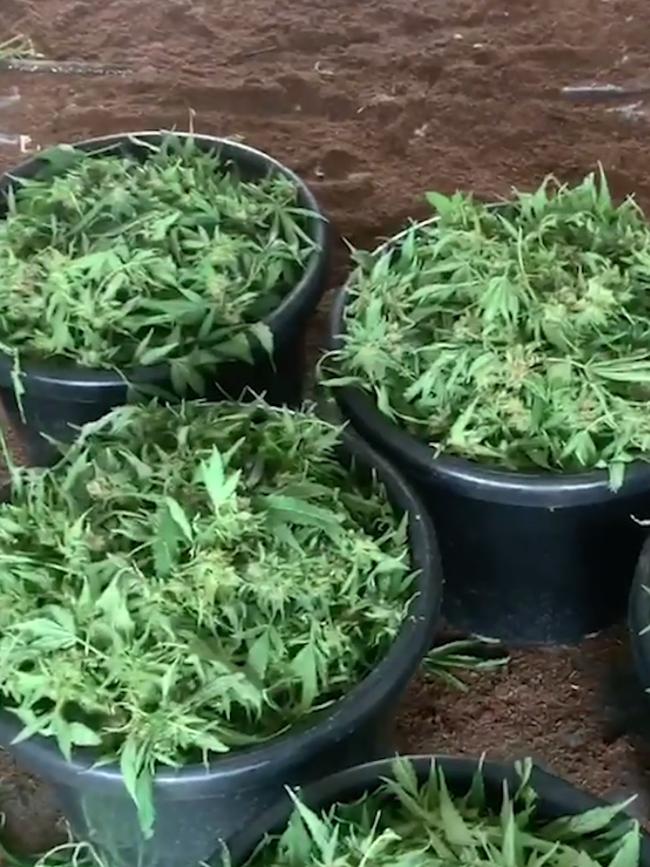 Police also found plenty of harvested cannabis. Picture: NSW Police