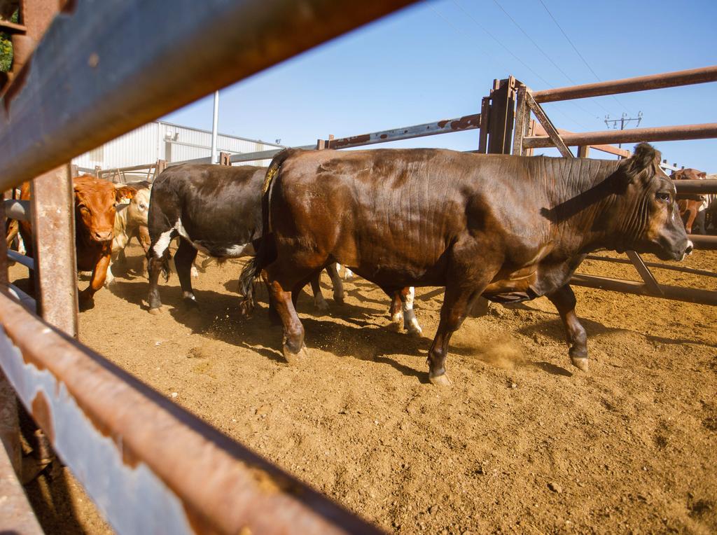 Cattle in Thomas Foods International holding yards outside Murray Bridge. AAP Image/James Elsby