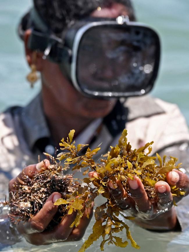 Are we really going to denude the oceans of seaweed to feed 1.6 billion cows? Picture: AFP