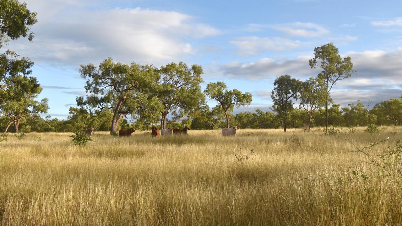 Aroona Station, Ray Scott Pastoral Company, Eltham Aggregation: Six 