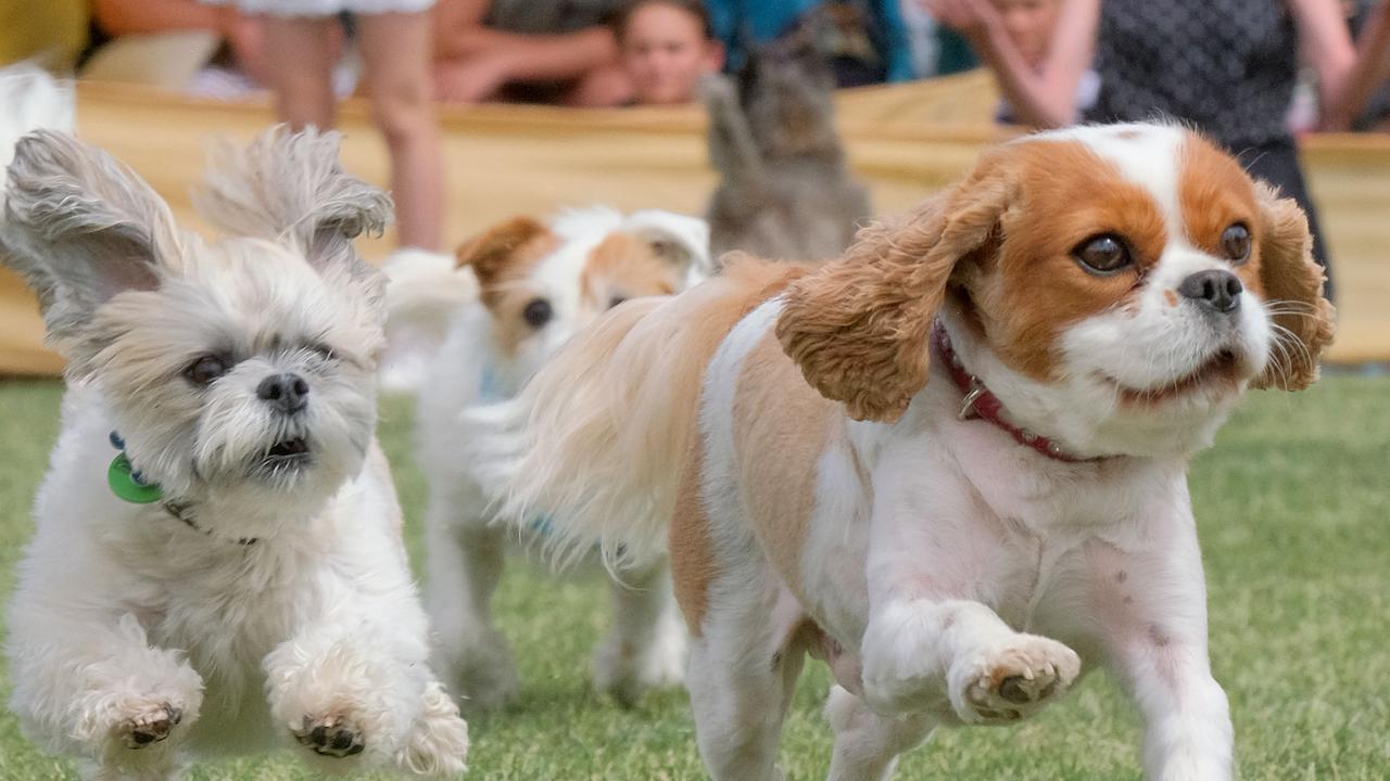 Inverleigh Daschund Derby 2020 pictures Herald Sun