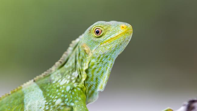 Fijian Green Crested Iguana Likuliku Lagoon Resort, Malolo Island. Fiji.