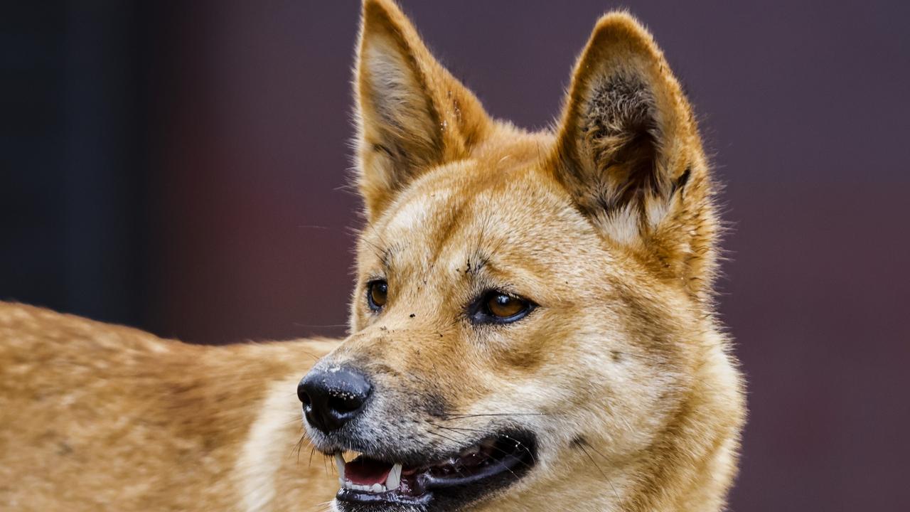 Boy, 6, hurt after dingo attack in Australia