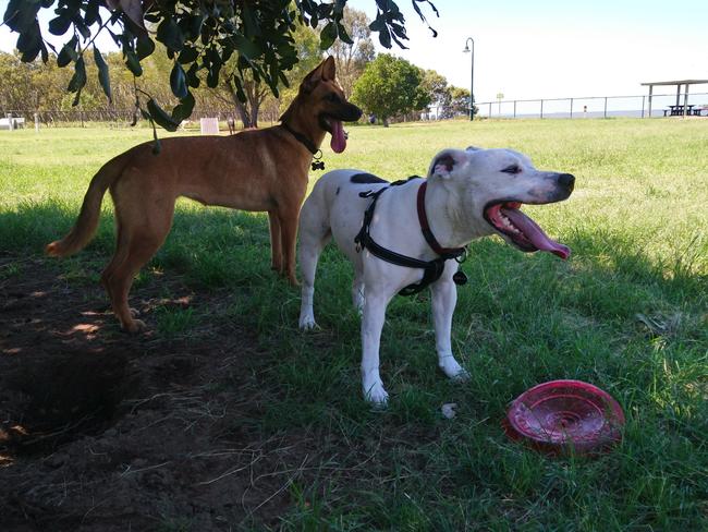 The South Burnett Regional Council has approved a new dog park for Murgon.