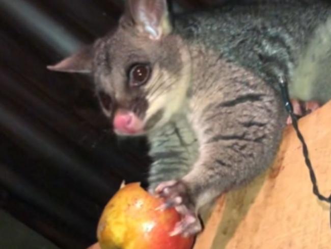 An Aussie mum was feeing a possum in her backyard when a giant huntsman spider crept in to join the dinner party. Picture: TikTok (biancajayne97)