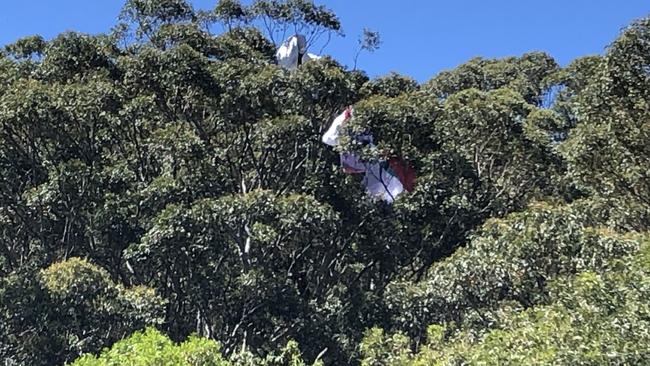 The paraglider who landed in trees in the Illawarra. Picture: Madeline Crittenden