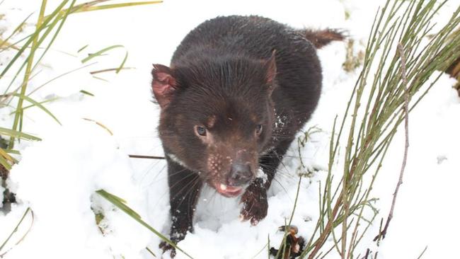 Heavy snowfall at Barrington Tops with Tasmanian Devils. Courtesy of Twitter @Tim_Beshara