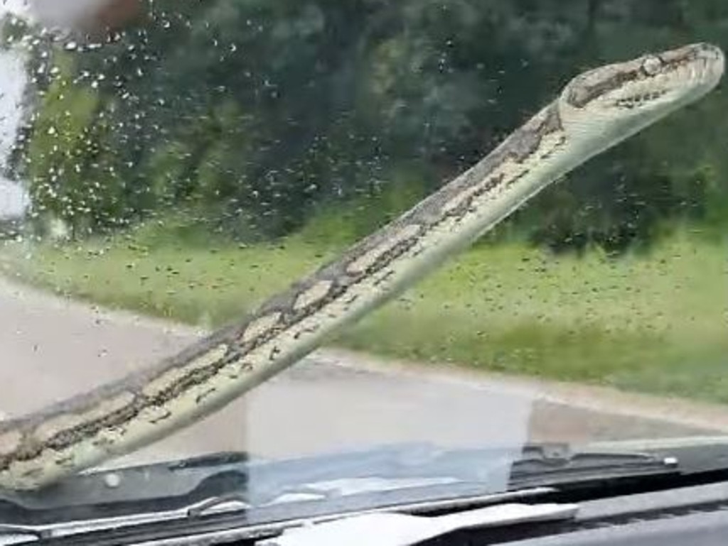 A python slithers across the windscreen of a vehicle as it travel along the Bruce Highway in north Queensland. Picture: Supplied