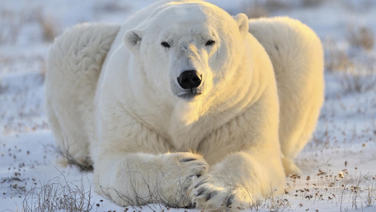 An adult polar bear in Canada. Picture: iStock