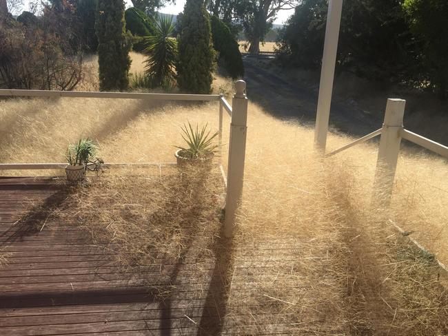 The grass constantly creeps towards the house. Picture: Leanne Gloury