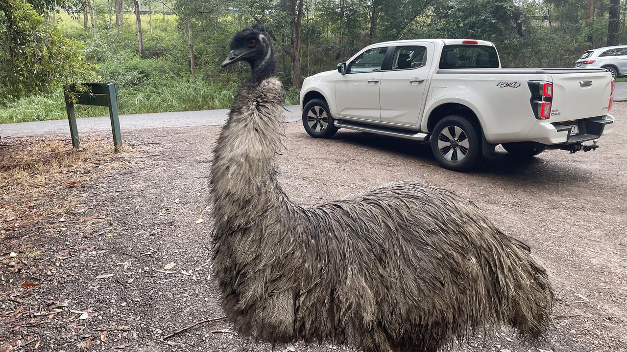 Fluffy the emu with the Isuzu D-Max LS-U.