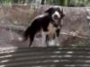 Emotional moment man finds dog in flood