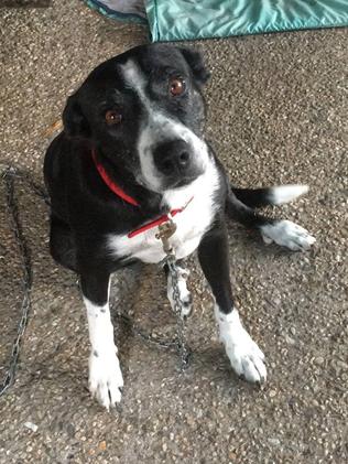 Black and white kelpie hot sale dog