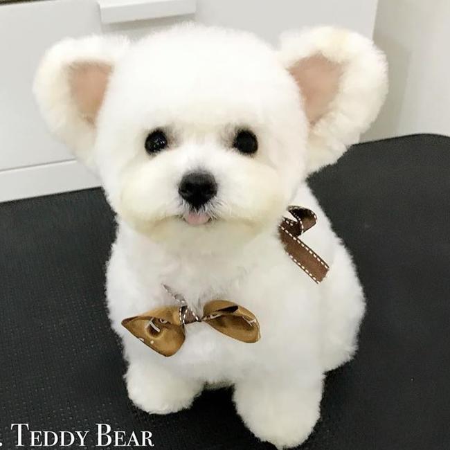 The cutest Bichon Frise could be mistaken for a teddy at Mr Teddy Bear