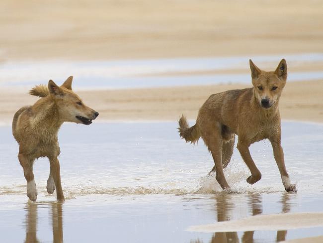 EURONG BEACH RESORT, FRASER ISLAND, QLD  ..  for story by John Wright  ..   Dingos pictured at the water's edge of the beach