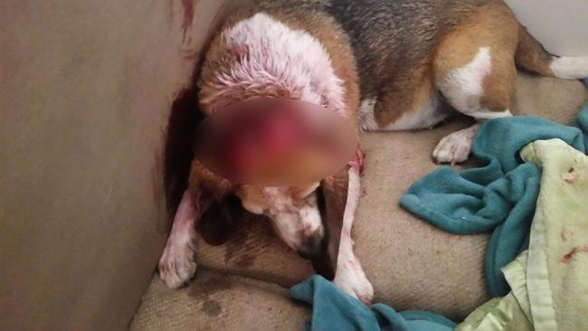 Charlie the beagle was mauled to death by two dogs in Morayfield.