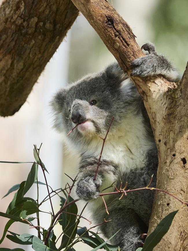 28 koalas were killed in the time it took to make a decision. Picture: Matt Loxton