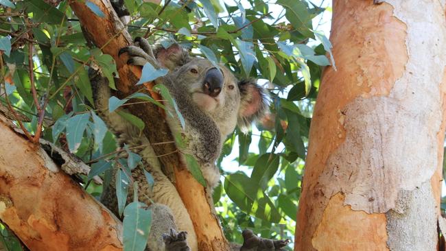 Photo of a koala taken on Gympie's Southside early in 2020.