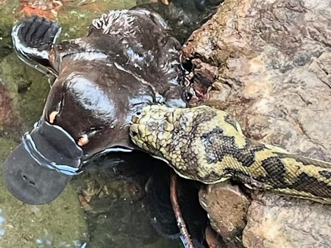 Platypus unfortunate encounter with a Carpet Python in Mary's Creek west of Gympie.