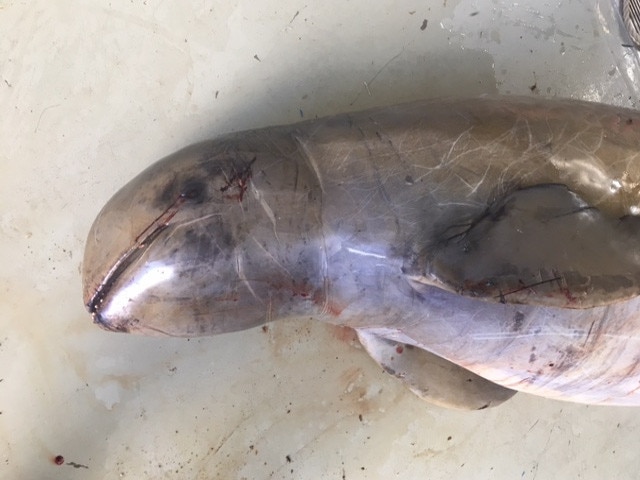 A snubfin dolphin killed by gill net.