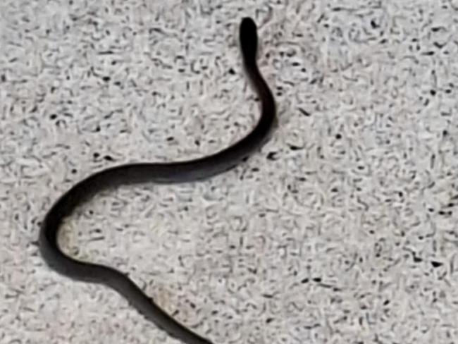 Ron Dowling posted a picture on the Snake Identification Australia page on behalf of a friend at Bribie Island which is expected to be among the hardest hit when TC Alfred arrives.