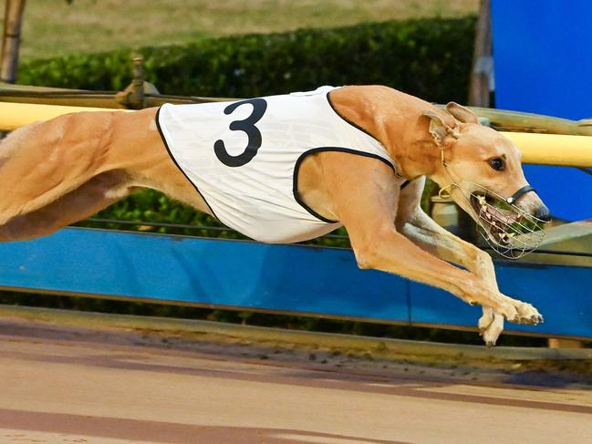 Racing greyhound Jay Is Jay.