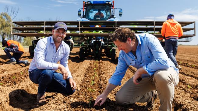 General manager Tom Farmer and Liam Lenaghan inspect some of the 14 million tomato seedlings being planted at Lake Boga.