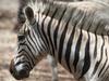 Extinct zebra subspecies brought back to life | news.com.au — Australia ...