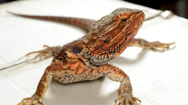 A bearded dragon at Reptile City, Christies Beach. Picture: Campbell Brodie
