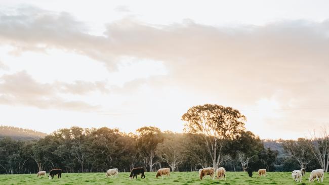 Picturesque foothills leading to the alpine region of North East Victoria. Cattle graze at Carboor, near Wangaratta. Picture: Chloe Smith.