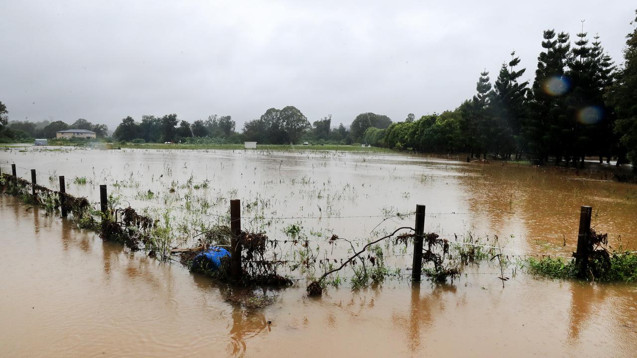 Farm animals are removed from a paddock at Nerang after torrential rain. Picture: Scott Powick