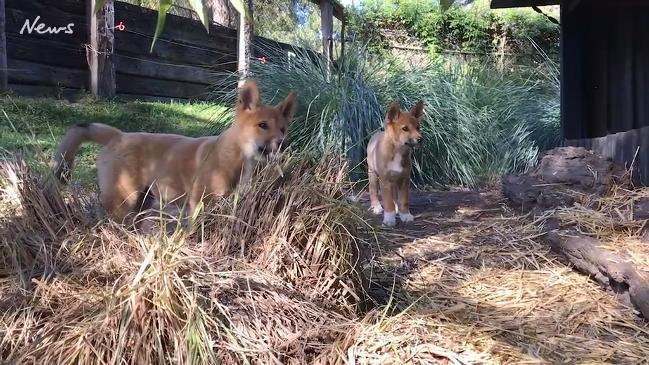 Incredibly cute dingo puppies