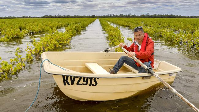 Vineyard owner Meiqing Lin in a boat by his flooded vineyard in Renmark South Australia. Picture: Roy VanDerVegt