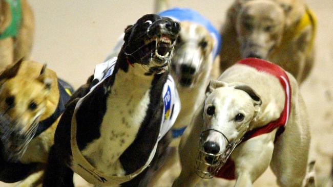 Greyhound racetrack for Murray Bridge meets opposition #newsADL | The ...