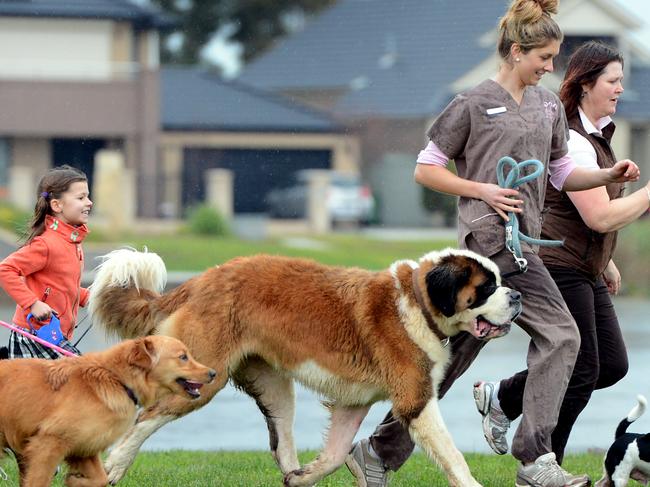 Have a heart for dog walking. A Pakenham Vet David Clemence has start a dog owners walking group for fat dogs and possibly some owners with a Heart Foundation program. L-R Deb Barton with 'Abby', Poppy Clemence with 'Travis, Elle Kenney with 'Bullet' and Heather Kenny with 'Jasper' keeping fit running in the park.