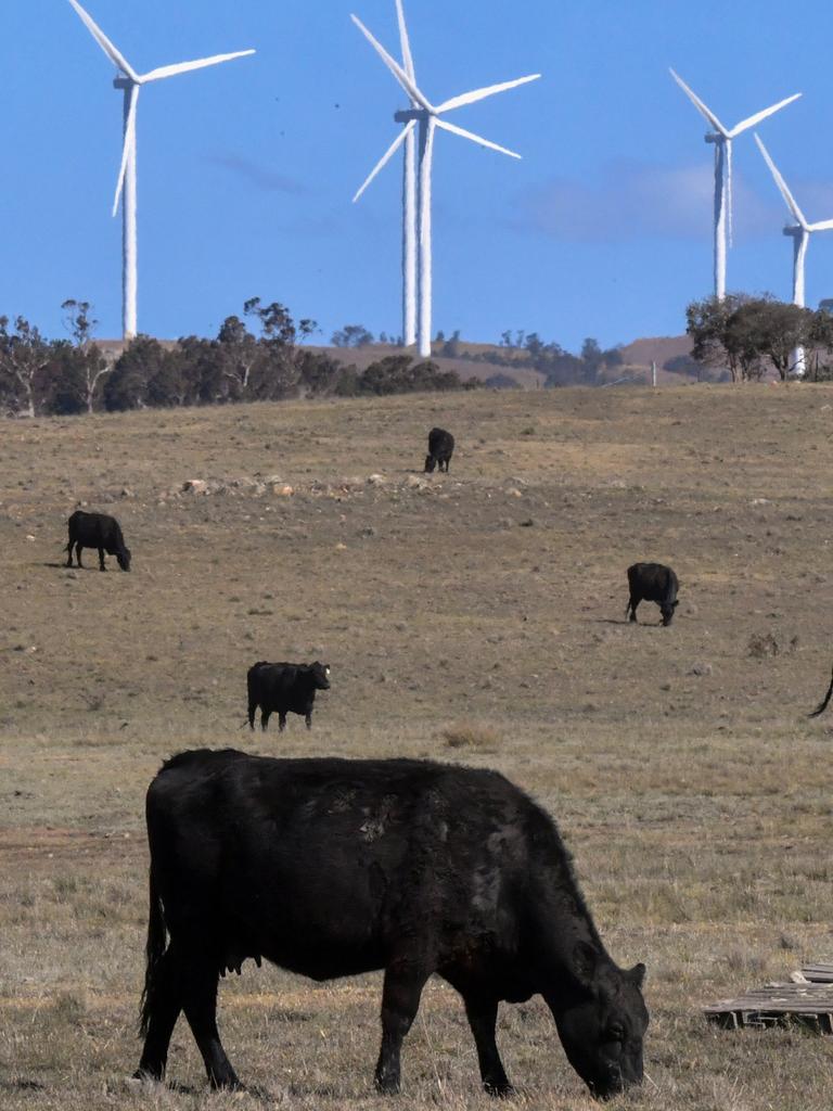 Cows are seen near a wind farm near Bungendore, 40km East of Canberra.