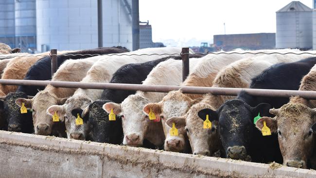 Feedlot numbers are near a record-high. Picture: Zoe Phillips