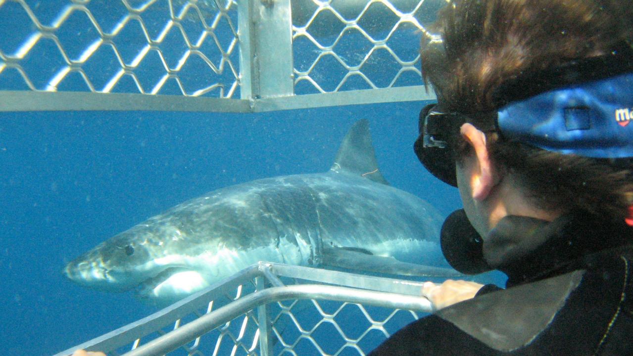 Could cage-divers be behind killer shark attacks? White pointer truth ...