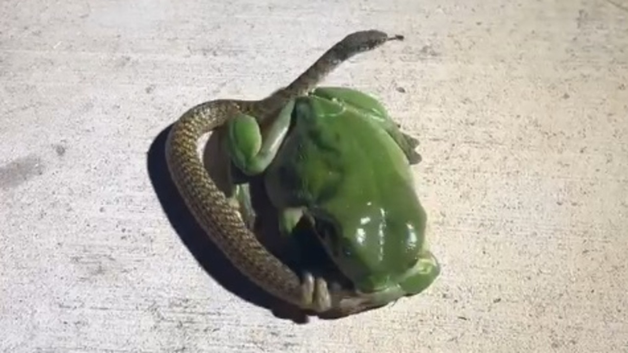 Footage of a green tree frog attempting to eat a keelback snake.