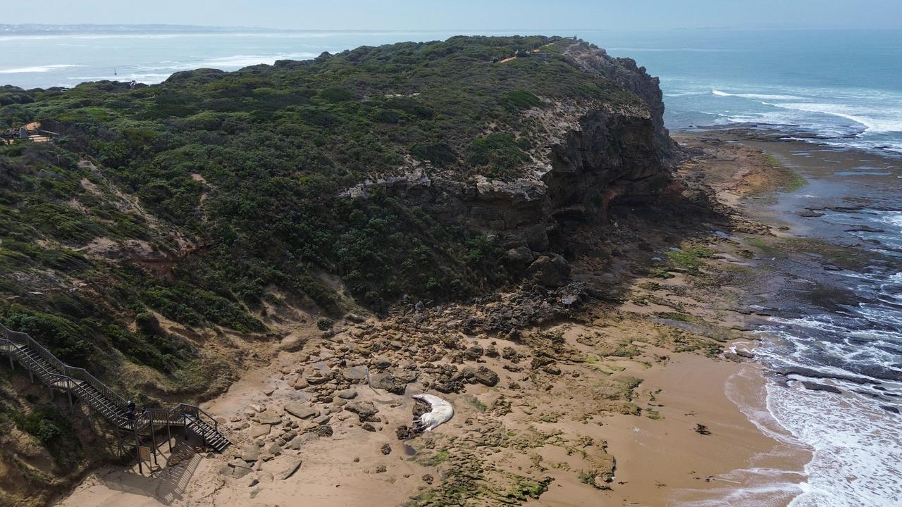 DEECA has decided to leave the dead whale at Thirteenth Beach. Picture: Brad Fleet