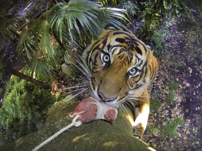 Eye of the tiger: Hutan scales a large tree in his enclosure to get his breakfast. Picture: David Caird