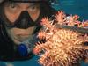 How funding package will help fight big danger to Reef