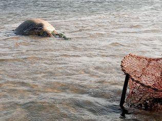 A green turtle died despite the best efforts of rescuers after being caught in a crab pot in the Pumicestone Passage.