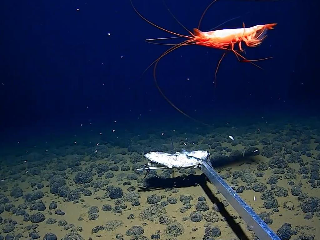 Studying biology and other factors at such depth is a huge undertaking likely to make a splash in the global deep sea science community. Image: Minderoo-UWA Deep-Sea Research Centre