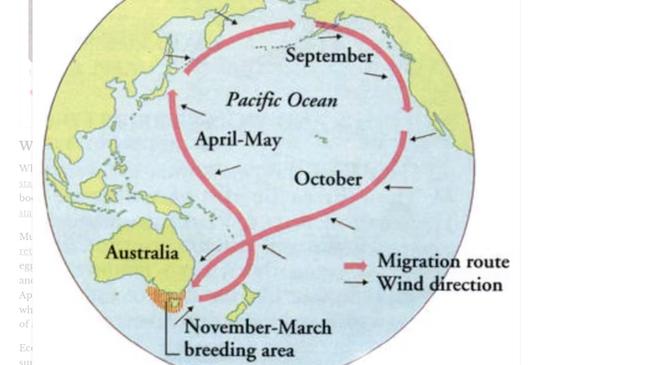 The migration route for shearwater birds from the northern hemisphere to Queensland shores.