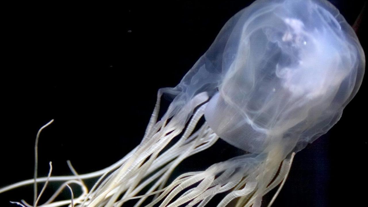 Baby stung by highly poisonous jellyfish